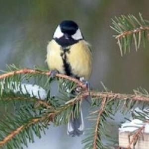 Meet your Posher, Nicki